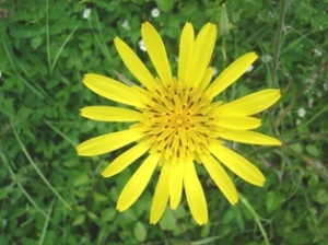 fiore1.piccolo